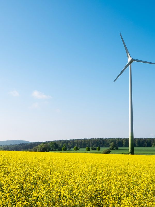 blue-sky-rapeseed-and-windwheel-2022-12-17-03-44-43-utc